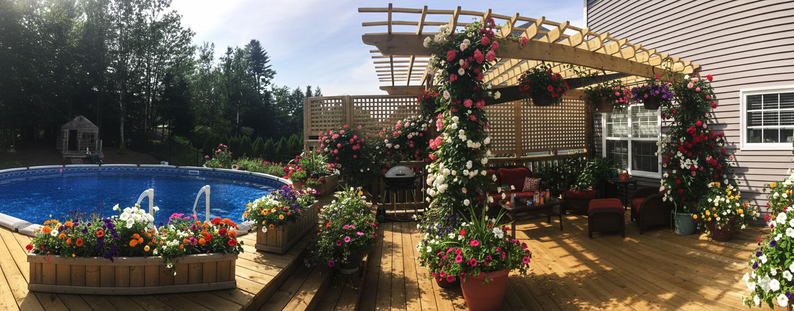 Custom timber pergola on a wooden deck with climbing roses and hanging flower baskets next to an above-ground pool in a Fredericton backyard.